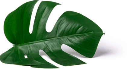 Shape BG