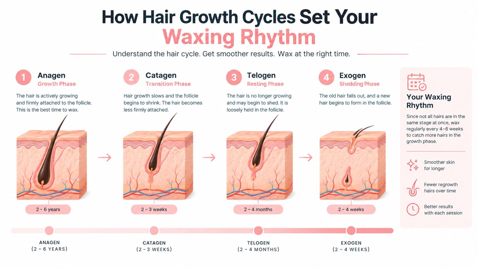 How Often Should You Wax Your Eyebrows: A Sydney Guide 2 An infographic detailing the four phases of the hair growth cycle to optimize your waxing schedule.