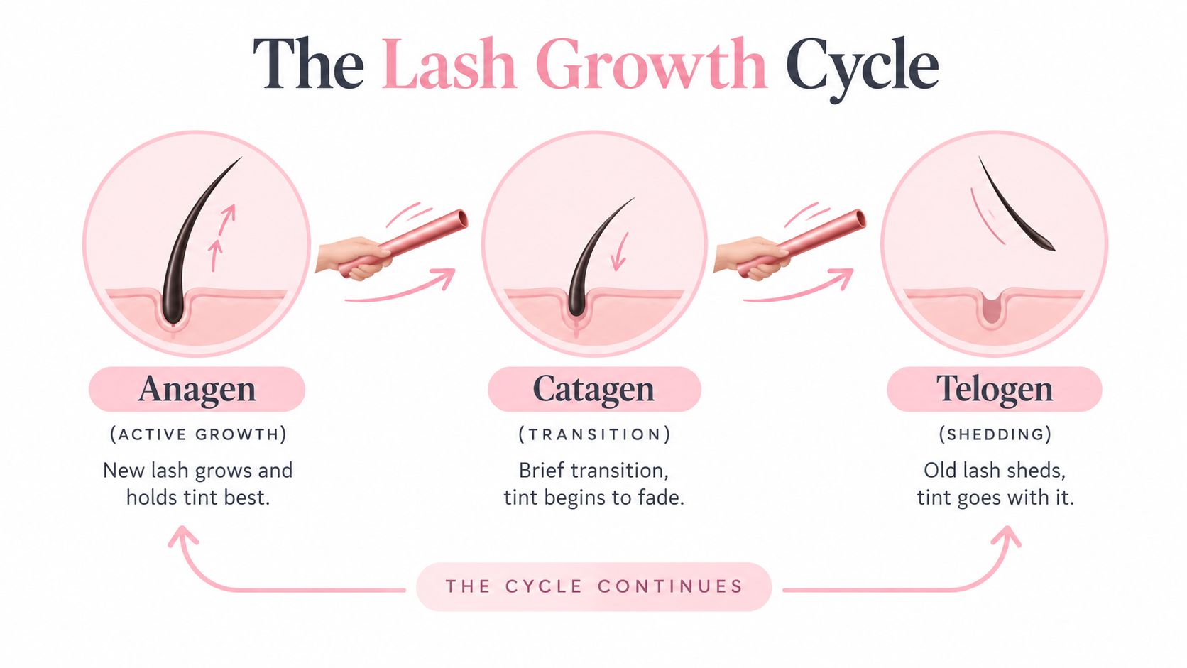 How Long Does a Lash Tint Last in Sydney 10 A diagram illustrating the lash growth cycle including the Anagen, Catagen, and Telogen phases for eyelash tinting.